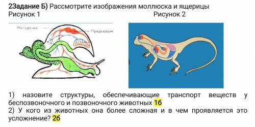 Рассмотрите изображения моллюска и ящерицы Рисунок 1 Рисунок 2 1) назовите структуры, обеспечивающие