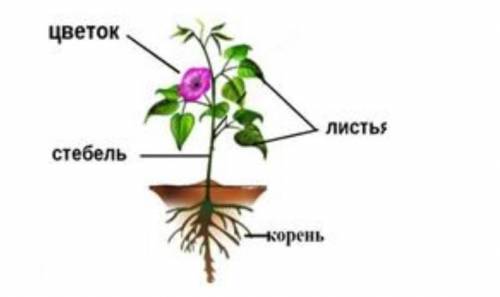 Рассмотрите рисунок и укажите органы участвующие в транспорте веществу у растений .​