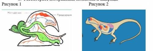 Рассмотрите изображения моллюска и ящерицы 1) назовите структуры, обеспечивающие транспорт веществ у