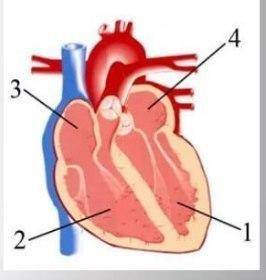 Какой цифрой на рисунке обозначена камера сердца, в которую кровь поступает из большого круга кровоо
