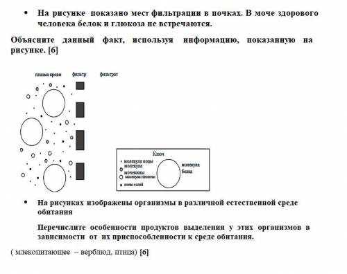 ⦁ На рисунке показано мест фильтрации в почках. В моче здорового человека белок и глюкоза не встреча