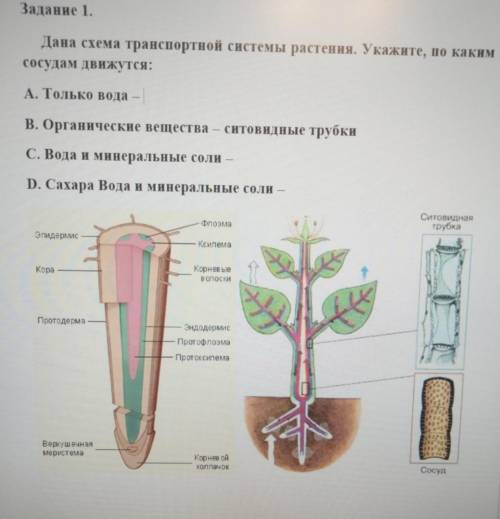 Дана схема транспортной системы растения. Укажите, по каким сосудам движутся: A. Только вода – B. О