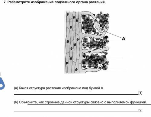 1.  Рассмотрите изображение подземного органа растения (a)    Какая структура растения изображена по