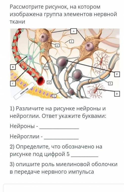 Рассмотрите рисунок на котором изображена группа элементов нервной ткани различие на рисунке нейроно