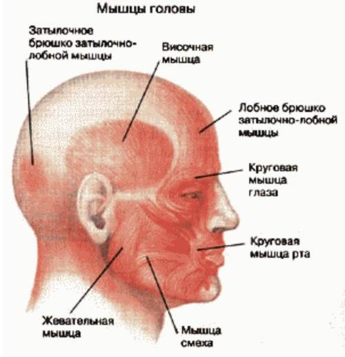 Реферат про мышцы сорочно