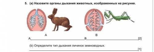 5. (a) Назовите органы дыхания животных, изображенных на рисунке.А BА B [2](b) Определите тип дыхани