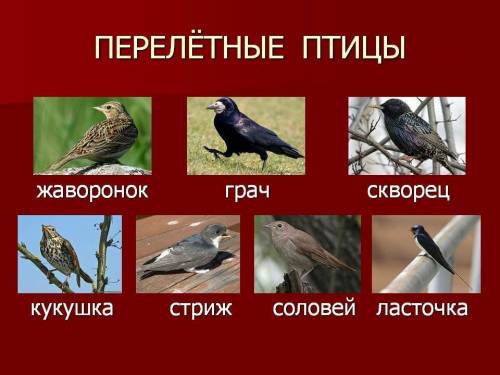 ПОМГИТЕ НУЖНО ДО ВЕЧЕРА! ВСЕ ЧТО НУЖНО - РАЗМЕСТИЛА. 1) Создайте страницу о перелетных птицах c имен