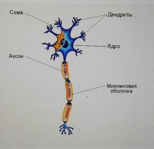 7.Изучите строение нервной клетки. Выявите отличия в строение аксонов и дендритов. Как это связанно