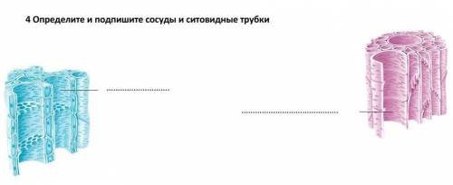 Определите и подпишите сосуды и ситовидные трубки.​