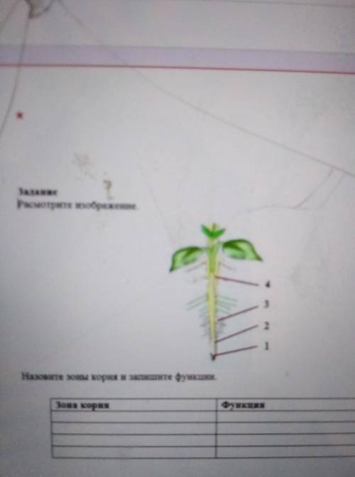 Рассмотрите изображение назовите зоны корня и запишите функции