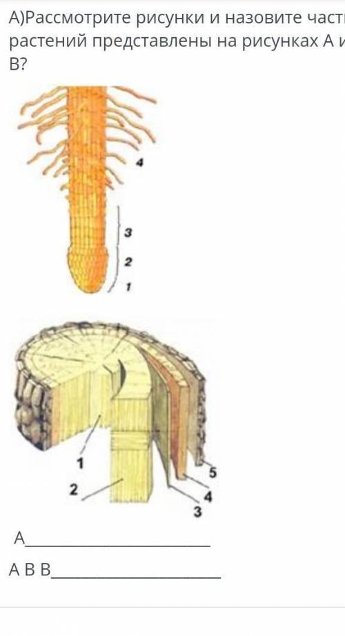 А)Рассмотрите рисунки и назовите части растений представлены на рисунках А иB?2A_АВВю умоляю даю 50​