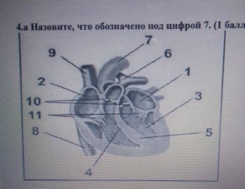 Назовите что обозначено под цифрой 7​