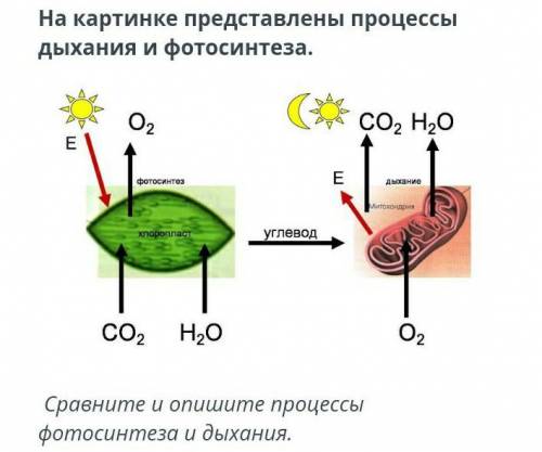На картинке представлены процессы дыхания и фотосинтеза сравните и опишите процессы фотосинтеза и ды
