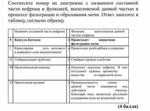 Соотнесите номер на диаграмме с названием составной части нефрона и функцией, выполняемой данной час