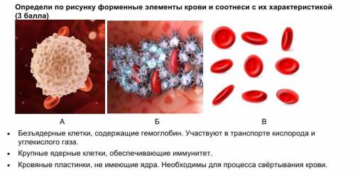 Определи по рисунку форменные элементы крови и соотнеси с их характеристикой ( ) А Б В • Безъядерные