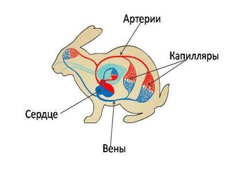 биология 8 класс Используя рисунок,остановитесь на кровеносной системе, строении и работе сердца