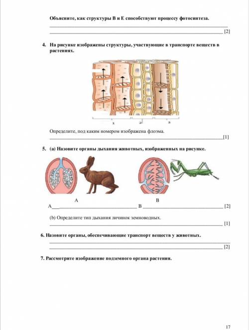 СОЧ Халявщики не пишите ответить правильно и понятно