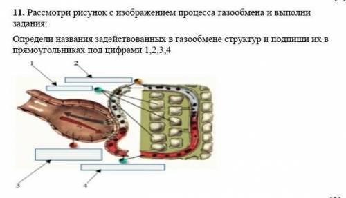 11. Рассмотри рисунок с изображением процесса газообмена и выполни задания:Определи названия задейст