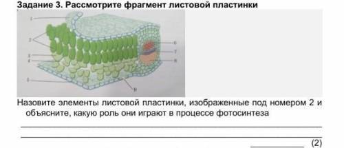 Задание 3. Рассмотрите фрагмент листовой пластинки Назовите элементы листовой пластинки, изображенны