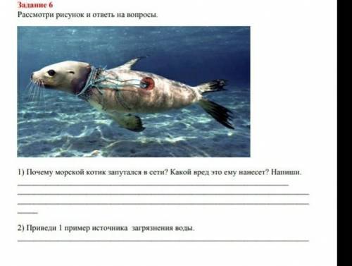 Почему морской котик запутался в сети? Какой вред это ему нанесет? Напиши КЛАСС ЕСТЕСТВОЗНАНИЯ ПРАВЛ