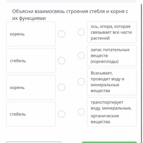 Объясни взаимосвязь строения стебля и корня с их функциями