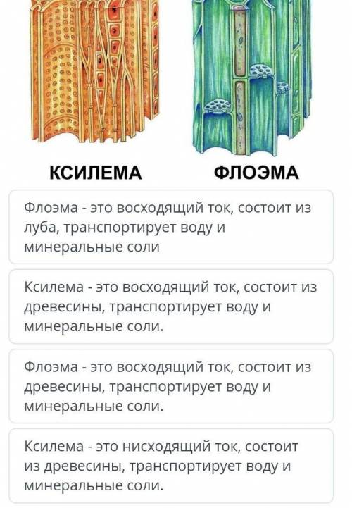 Выберите верное утверждение ксилема флоэма и ксилема​