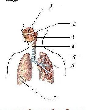 Используя рисунок, запишите органы дыхания, обозначенные цифрами 1-7. ​