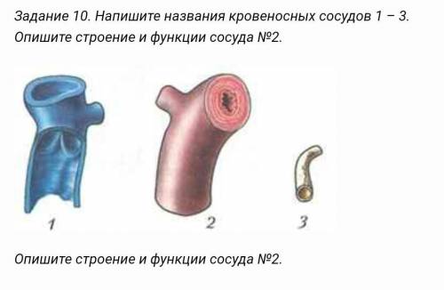 Напишите название кровеносных сосудов . Опишите их строение ​