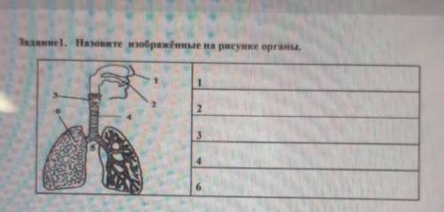 Задание. Назовите изображённые на рисунке органы.123​