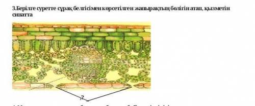 Ем көмектесіңдерші Берілге суретте сұрақ белгісімен көрсетілген жапырақтың бөлігін атап, қызметін си