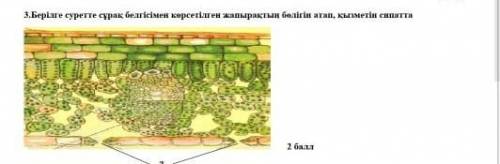 Берілге суретте сұрақ белгісімен керсетілген жапырақтың бөлігін атап, қызметін сиппатта помагите ​