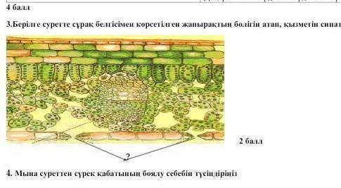 Берілген суретте сұрақ белгісімен көрсетілген жапырақтың бөлігін атап қызметін сипаттаңыз​