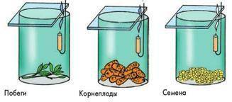 Арсен и Дамир продемонстрировали одноклассникам эксперимент, используя разные части растений. Побег,