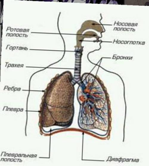 Тапсырма 1 Суреттегі мүшелердің атауларын белгілеп жазыңыз​