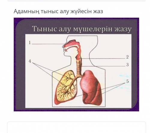 Адамның тыныс алу мүшелері​