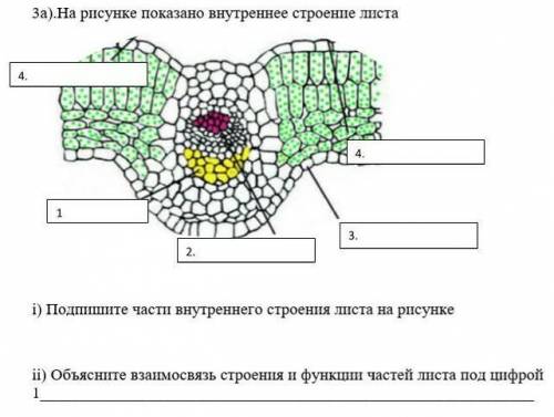 На рисунке показано внутреннее строение листа ￼                        i) Подпишите части внутреннег