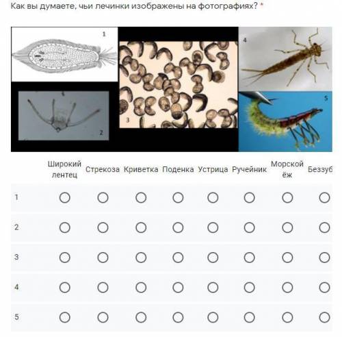 Чьи личинки изображены на фотографиях?