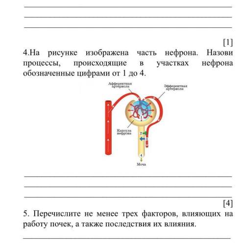 4.На рисунке изображена часть нефрона. Назови процессы, происходящие в участках нефрона обозначенные