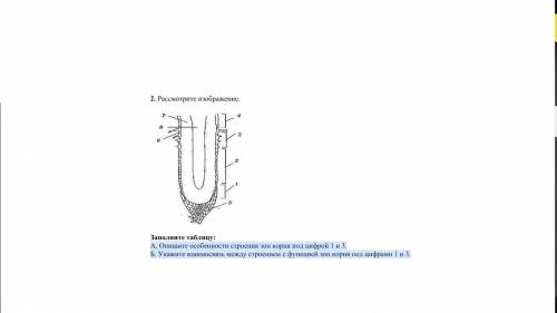 Награда - 14 чеканных А. Опишите особенности строения зон корня под цифрой 1 и 3. Б. Укажите взаимос