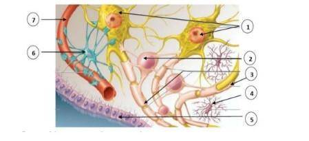 9. На рисунке показаны сопутствующие клетки нервной ткани. Рис.3(a) Назовите ячейку партнера, отмече