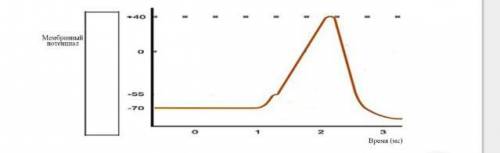 На рисунке показана активность электрических явлений в аксоне. Показано состояние мембраны после пер