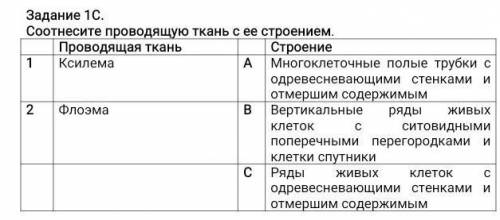 Задание 1С. Соотнесите проводящую ткань с ее строением.Проводящая тканьСтроение 1Ксилема АМногоклето