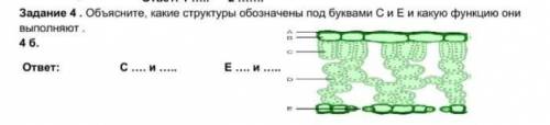 Объясните, какие структуры обозначены под буквами С и Е и какую функцию они выполняют . 4 б. ответ: