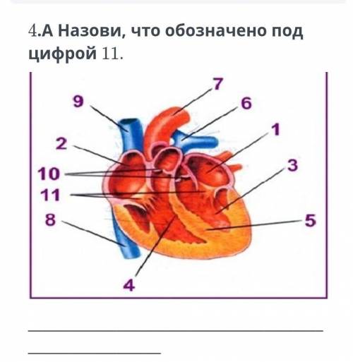 А.Назови что обозначено под цифрой 11.​