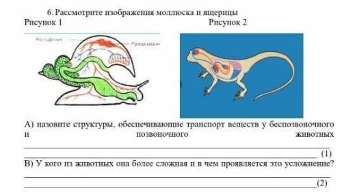 Хелп с биологией хелп хелп хелп хелп