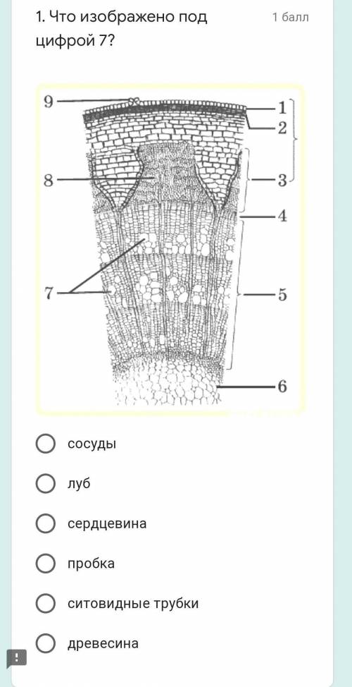 невелезло ситовые трубки древесина​