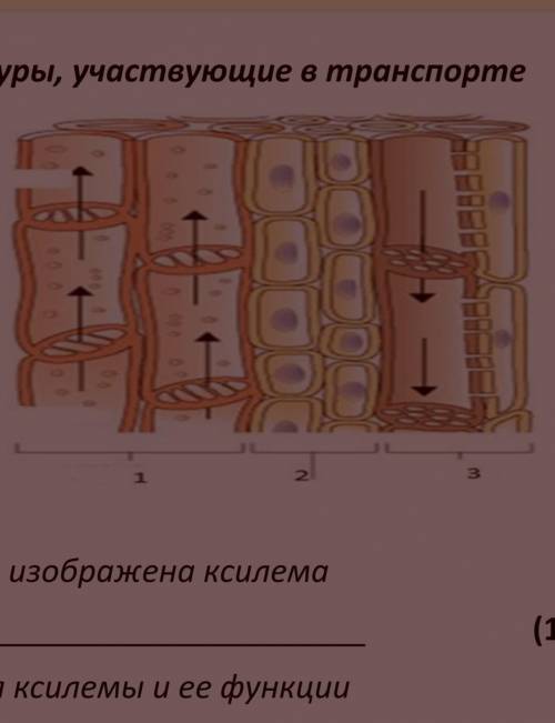 Опишите особенности строения ксилемы и ее функции​