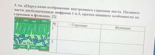 . перед вами изображения внутреннего строения листа 2 назовите часть обозначенными цифрами 1 и 3 кра