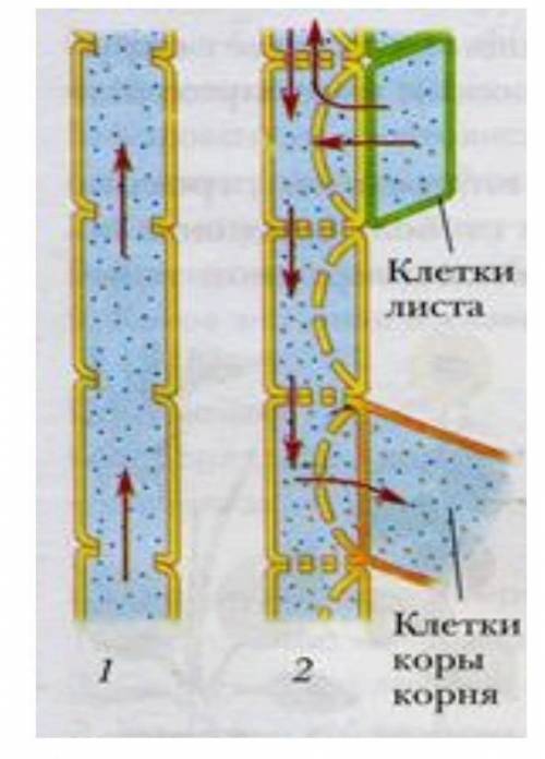Рассмотри рисунок «Транспорт веществ у растений» а) укажи, какие вещества транспортируются по пути №