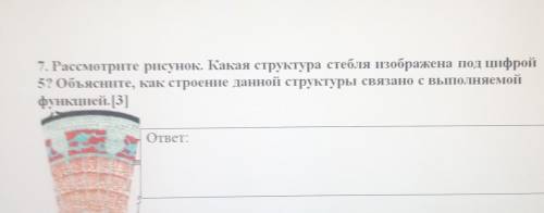 Рассмотрите рисунок Какая структура стебля изображено под цифрой 5 Объясните как строение данной стр